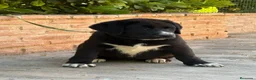 Mastín Español perros en venta: Cachorros líneas funcionales  - Anuncio 1