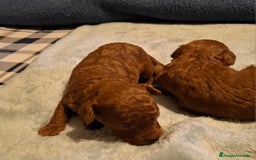 Caniche Toy perros en venta: Caniche Toy Rojo y Apricot - Imagen 4