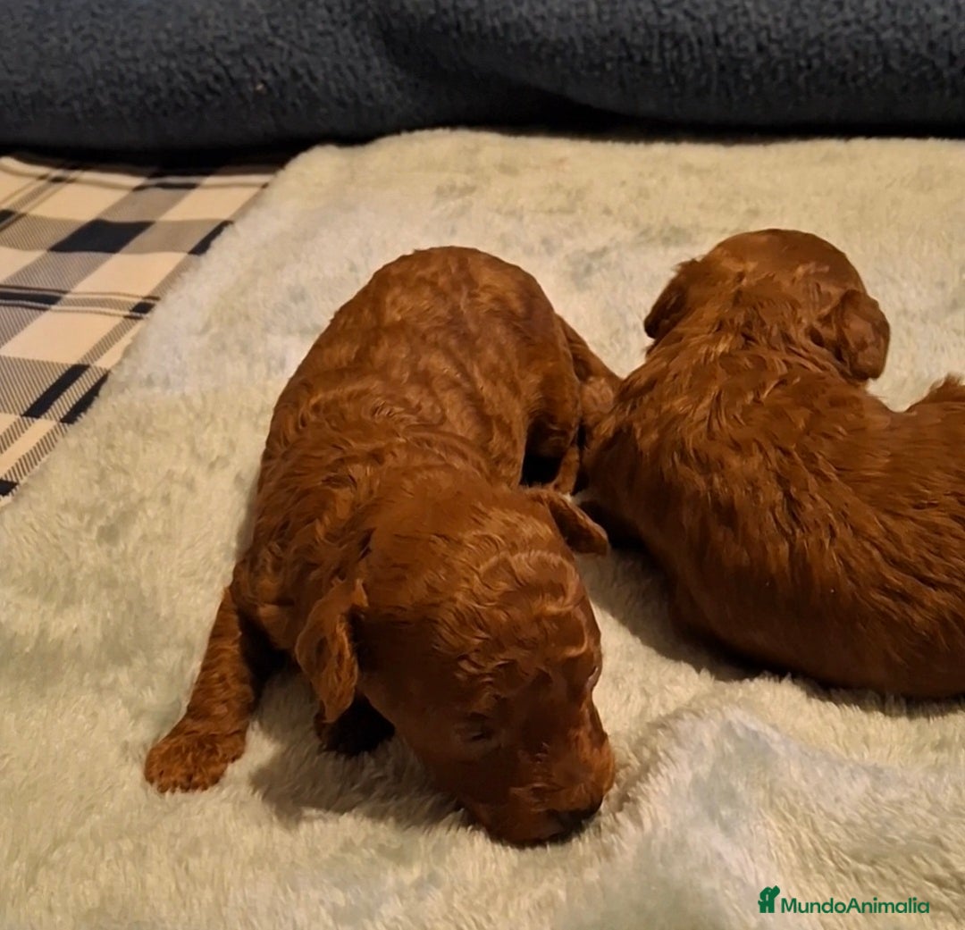 Caniche Toy perros en venta: Caniche Toy Rojo y Apricot - Imagen 4