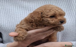 Caniche Toy perros en venta: CANICHE MACHO - Imagen 1