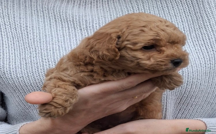 Caniche Toy perros - Anuncio 1