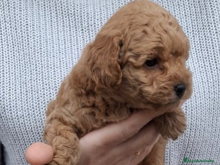 Caniche Toy perros - Anuncio 29