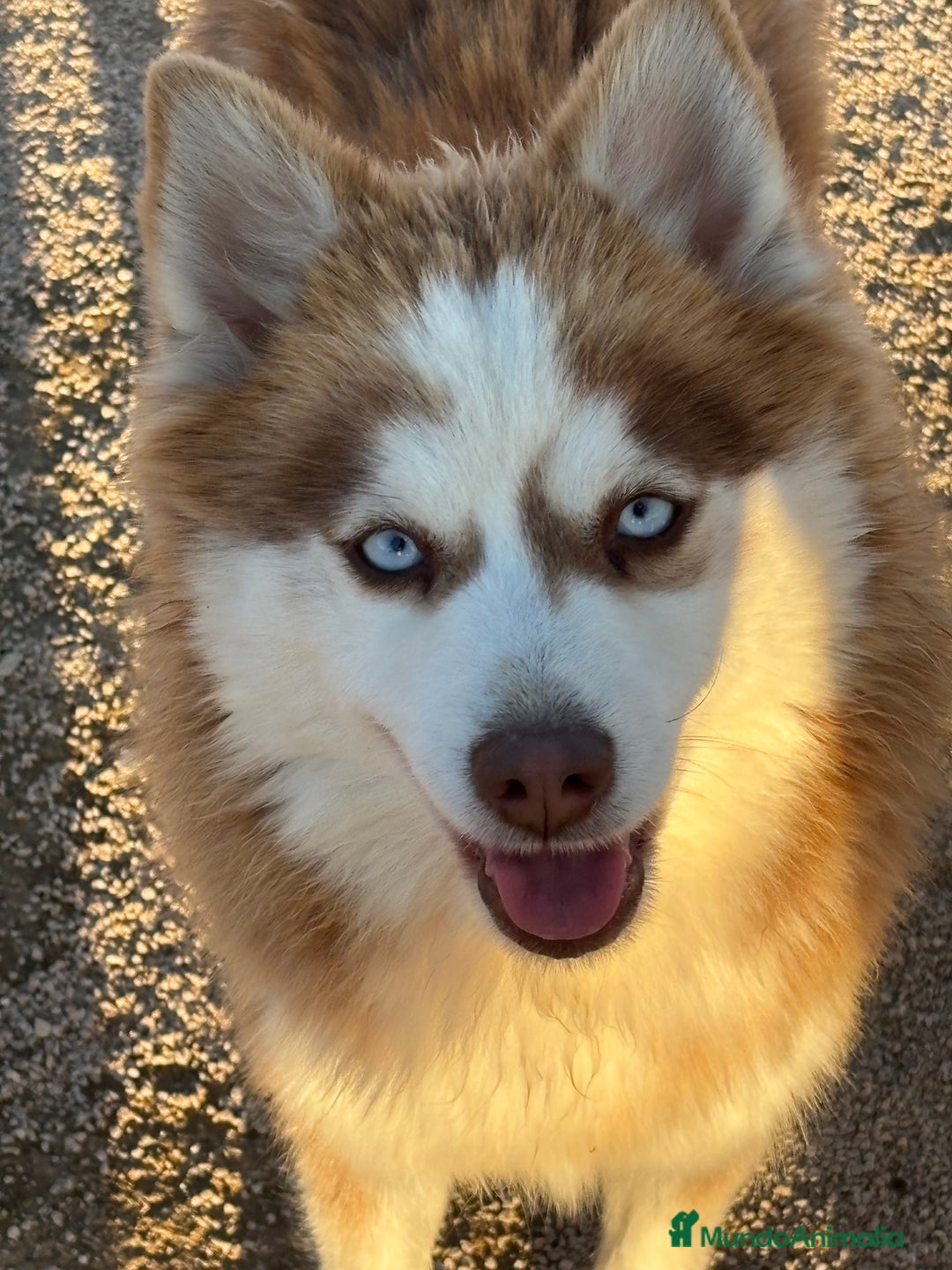 Pomsky perros en venta: 2 hembras pomsky o mini husky - Anuncio 6