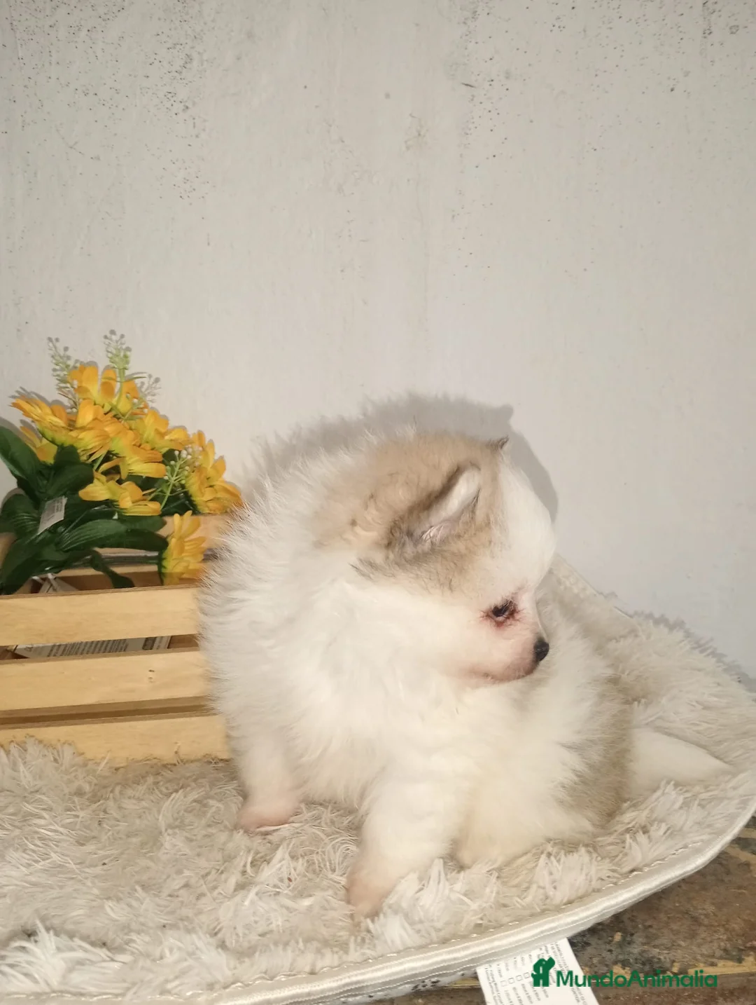 Pomerania perros en venta: Pomerania  - Anuncio 1
