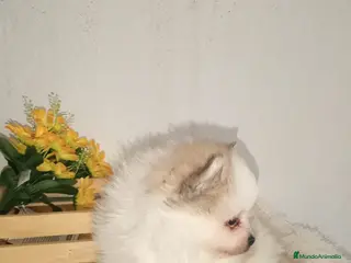 Pomerania perros Pomerania - Anuncio 3
