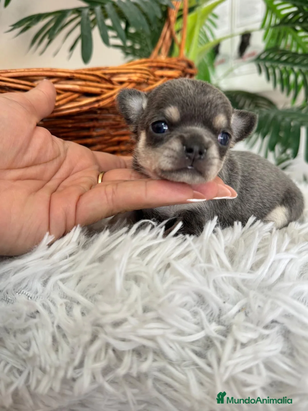 Chihuahua perros en venta: CHIHUAHUA BLUE - Anuncio 4
