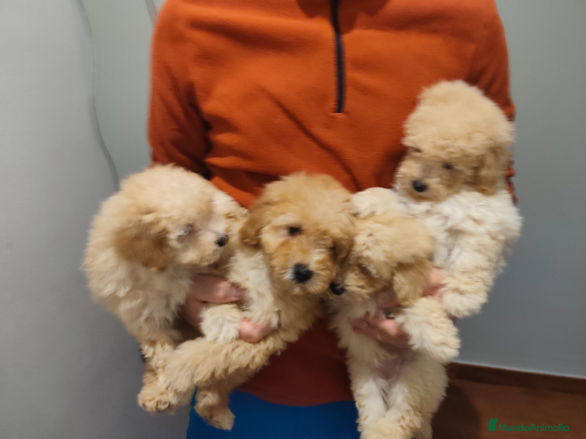 Caniche Toy perros caniches apricot toy 💛 - Anuncio 1