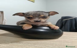 Chihuahua perros en venta: Hembra de chihuahua toys  - Anuncio 4