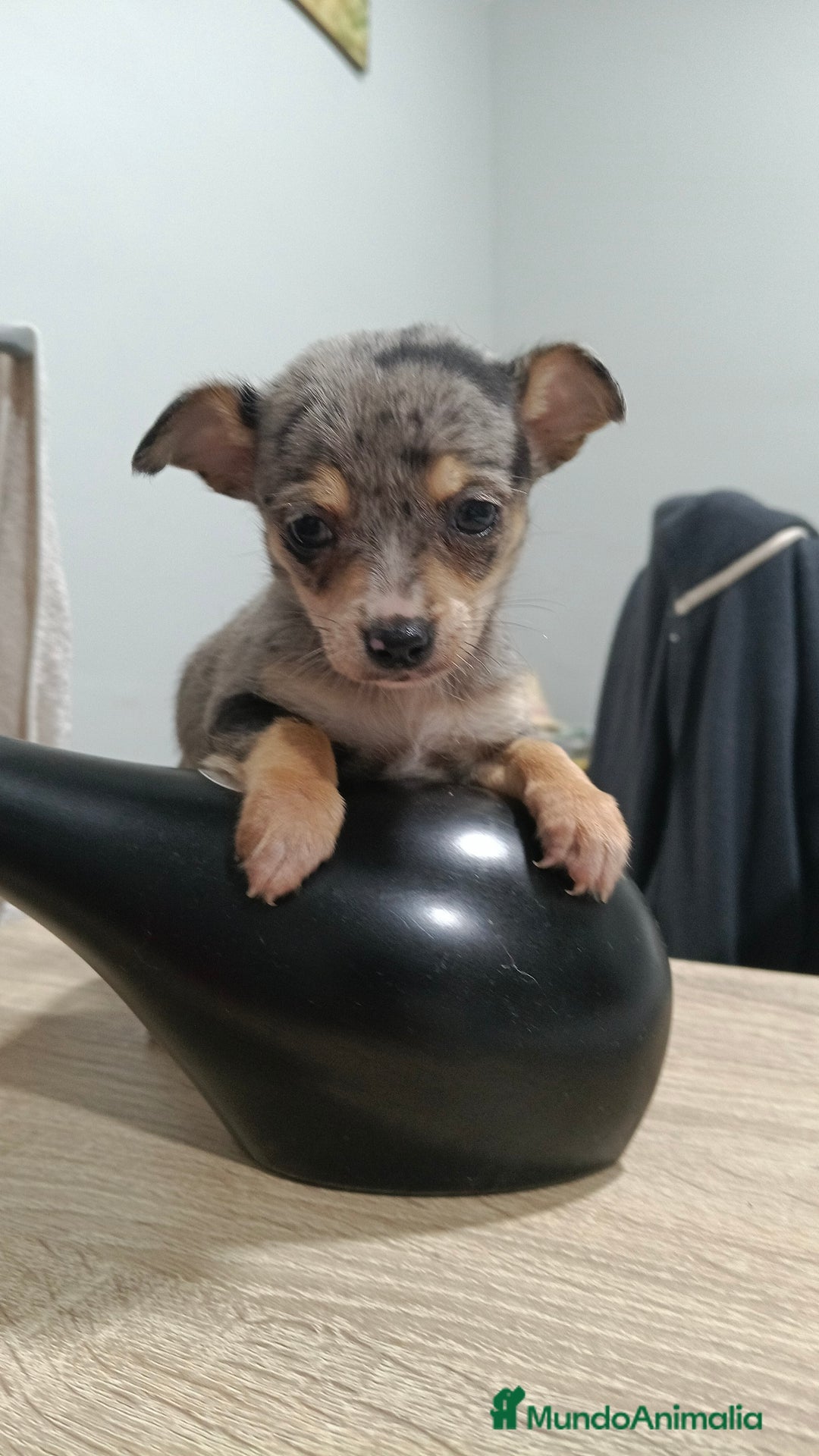 Chihuahua perros en venta: Hembra de chihuahua toys  - Anuncio 4
