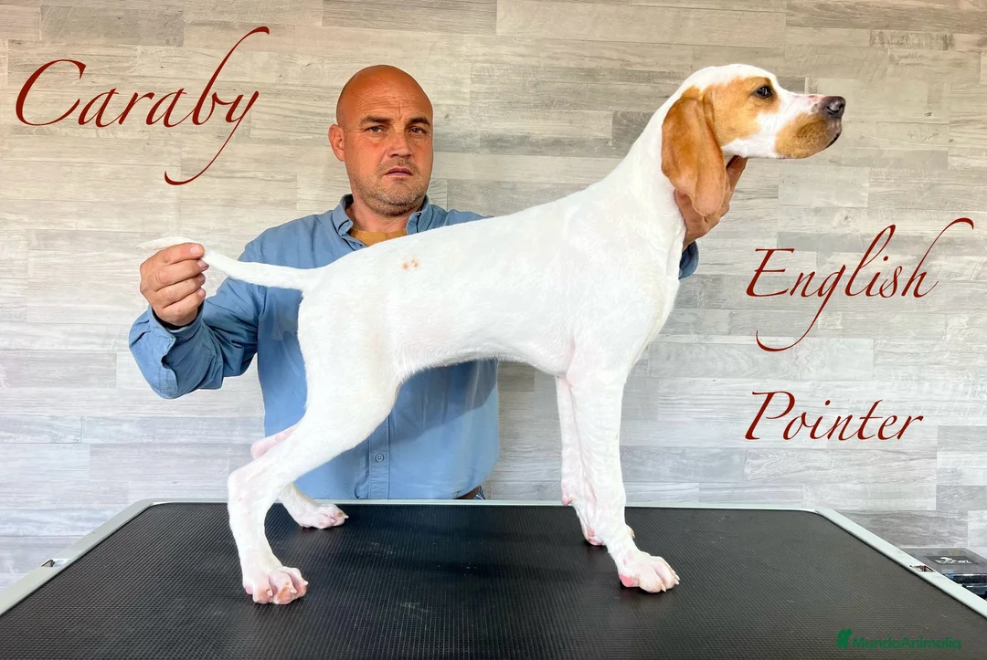 Pointer perros en venta: Benidorm Caraby pointer inglés  en Alicante - Anuncio 9