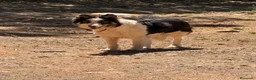 Border Collie perros en venta: Border collies de Calidad  - Anuncio 6