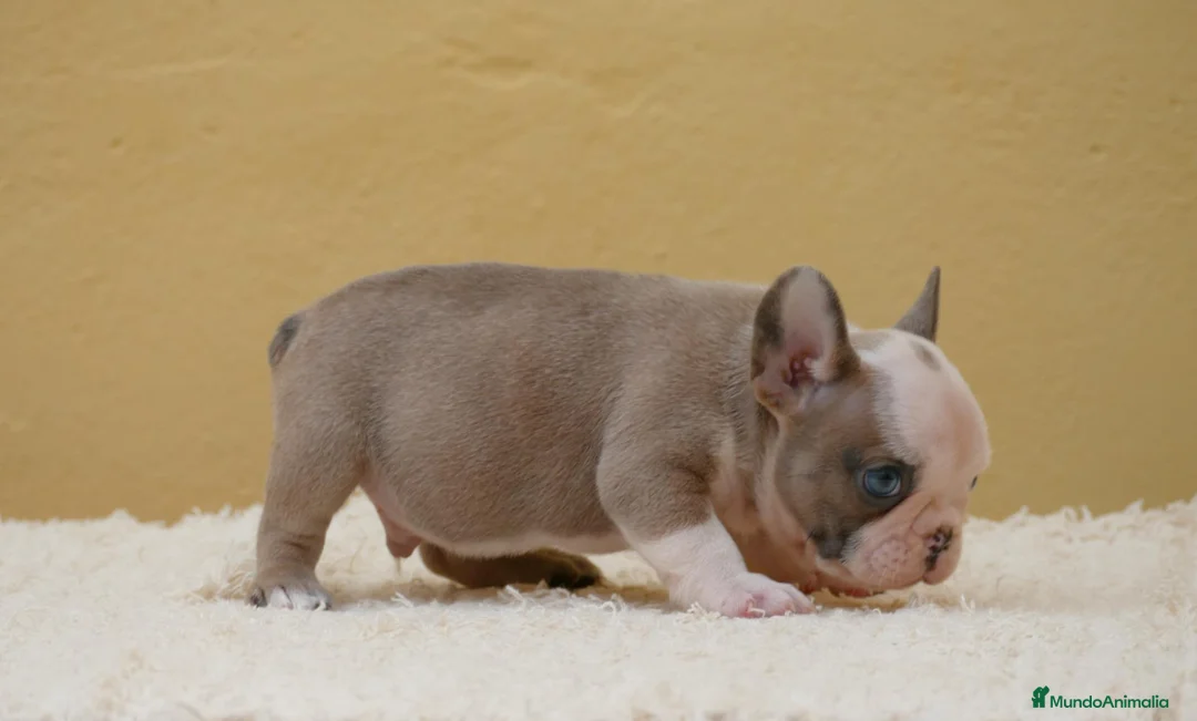 Bulldog Francés perros en venta: Cachorros de Bulldog Frances  - Anuncio 2
