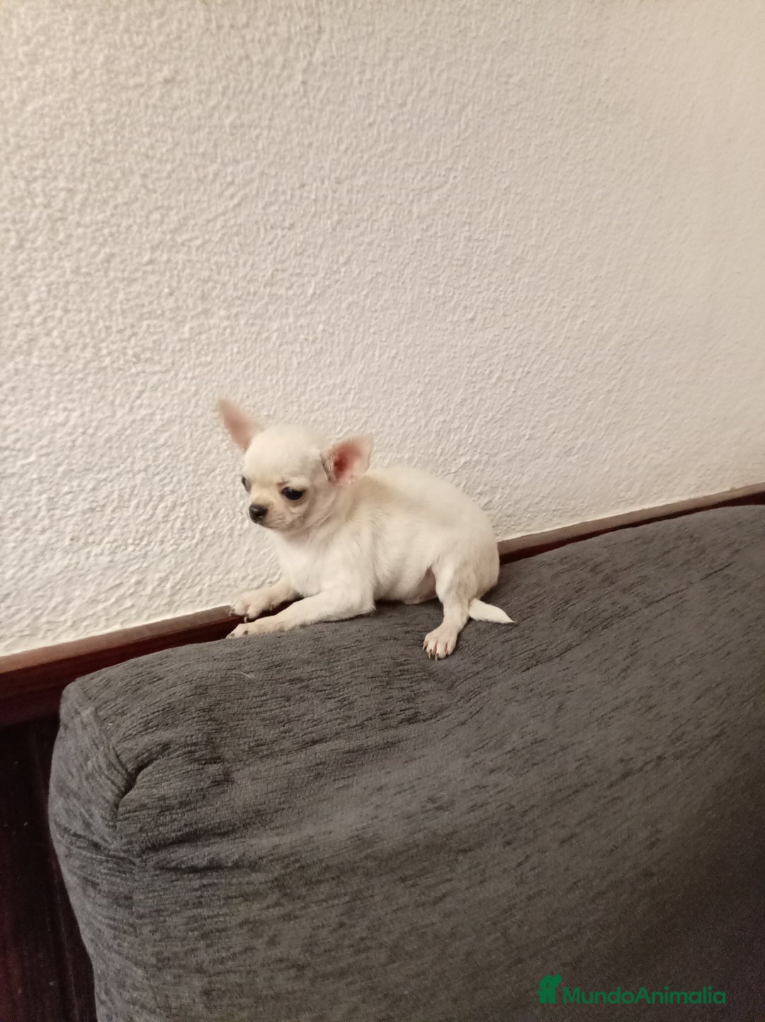 Chihuahua perros en venta: Chihuahuas toy - Anuncio 8