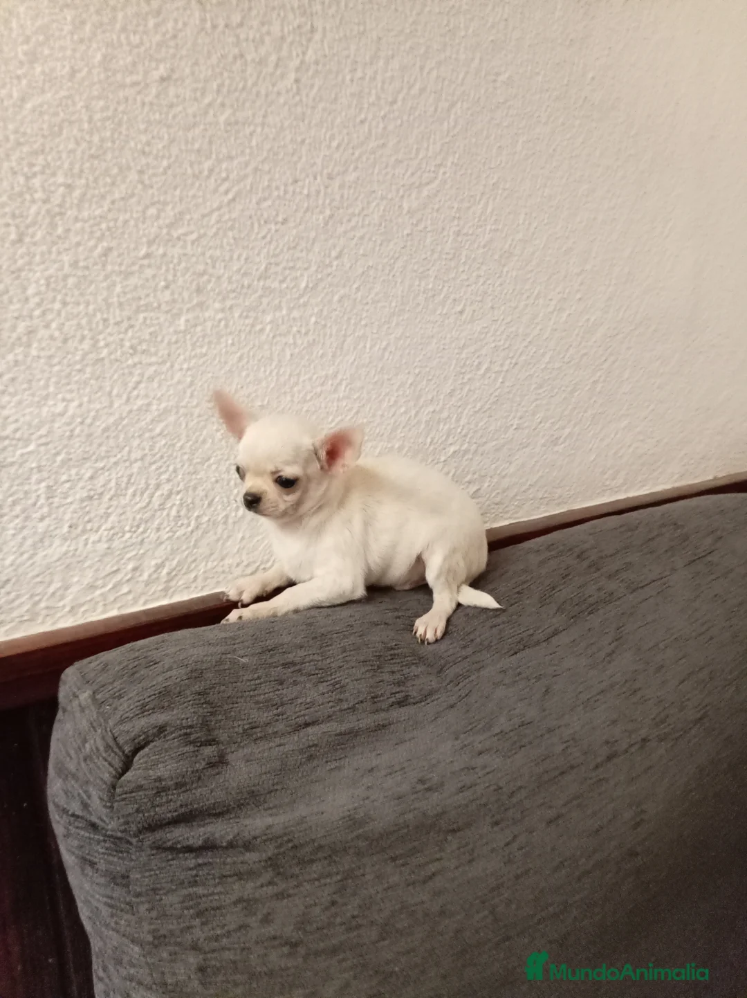 Chihuahua perros en venta: Chihuahuas toy - Anuncio 6