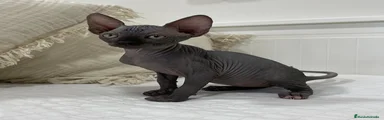 Sphynx 2