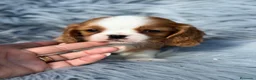 Cavalier King Charles Spaniel perros en venta: Precioso cavalier  - Anuncio 6