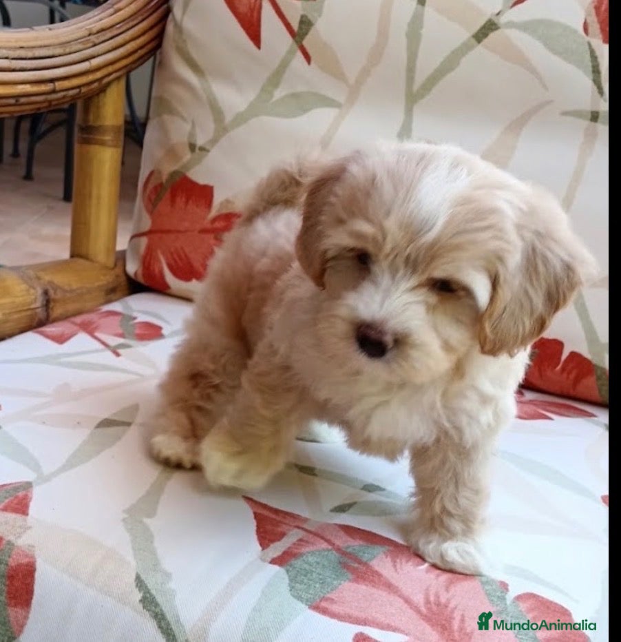 Maltipoo perros Cachorros macho maltipoo - Anuncio 1
