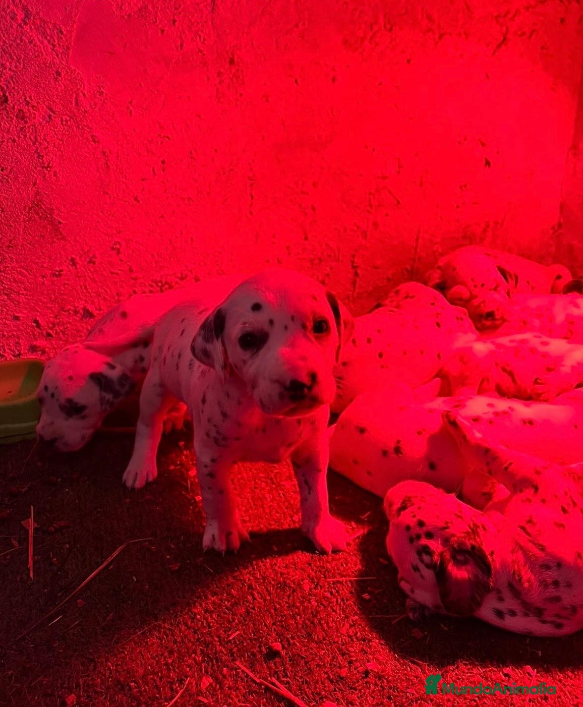 Dálmata perros Camada de dálmatas disponibles!!el mejor regalo  - Anuncio 3