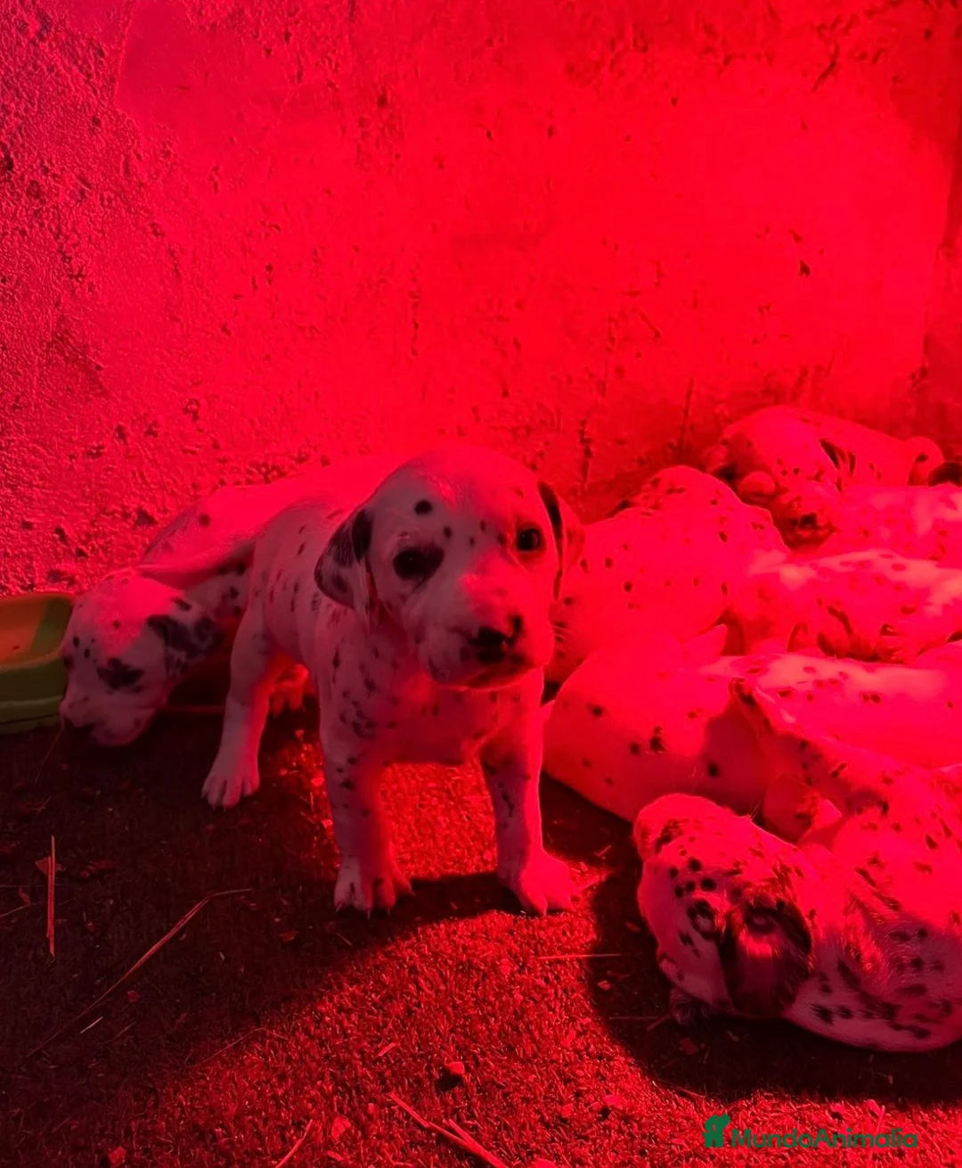 Dálmata perros en venta: Camada de dálmatas disponibles!!el mejor regalo  - Anuncio 1