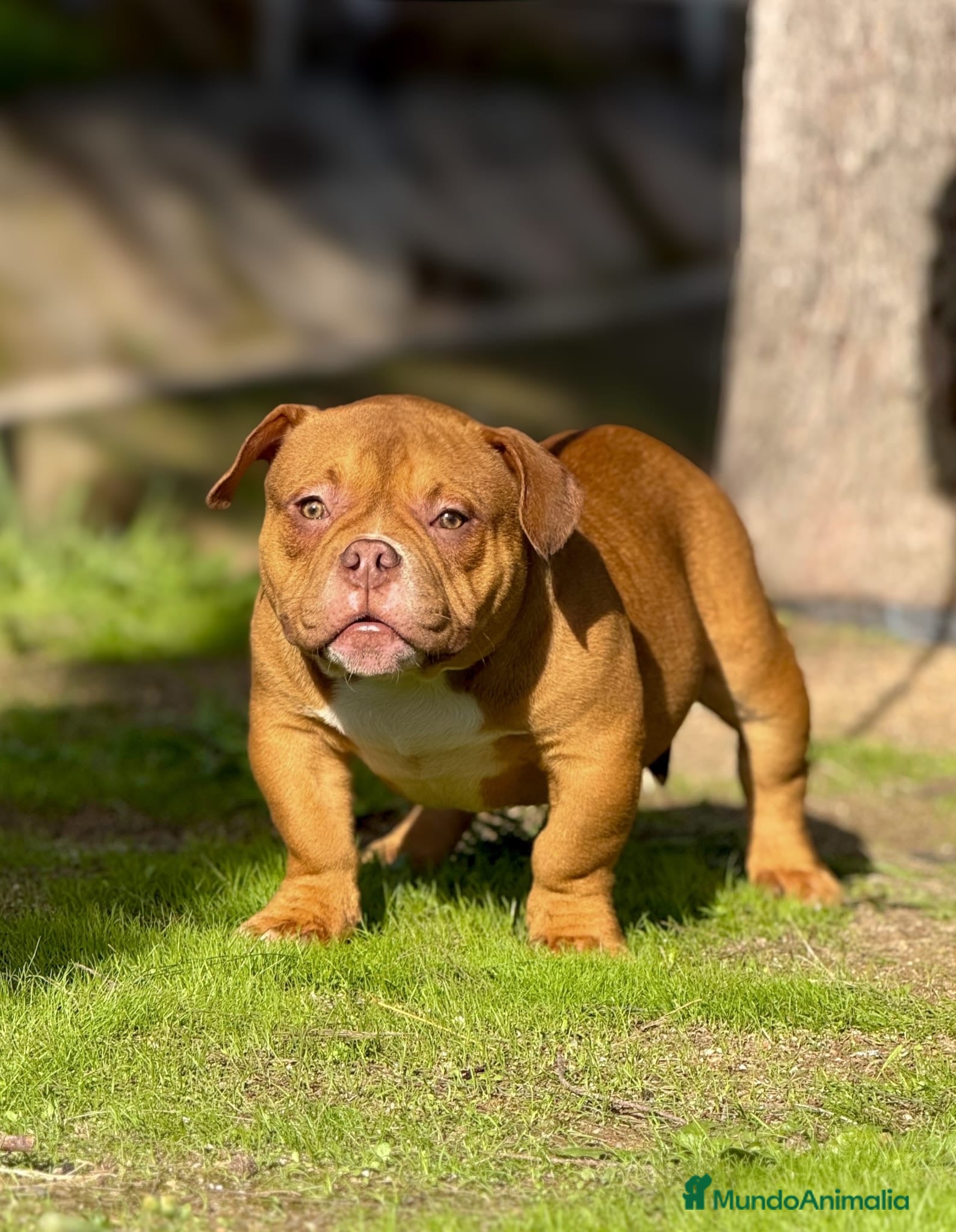American Bully perros American Bully Red sable 8 meses  - Anuncio 2