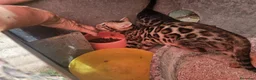 Bengalí gatos en venta: Bengalí - Anuncio 3