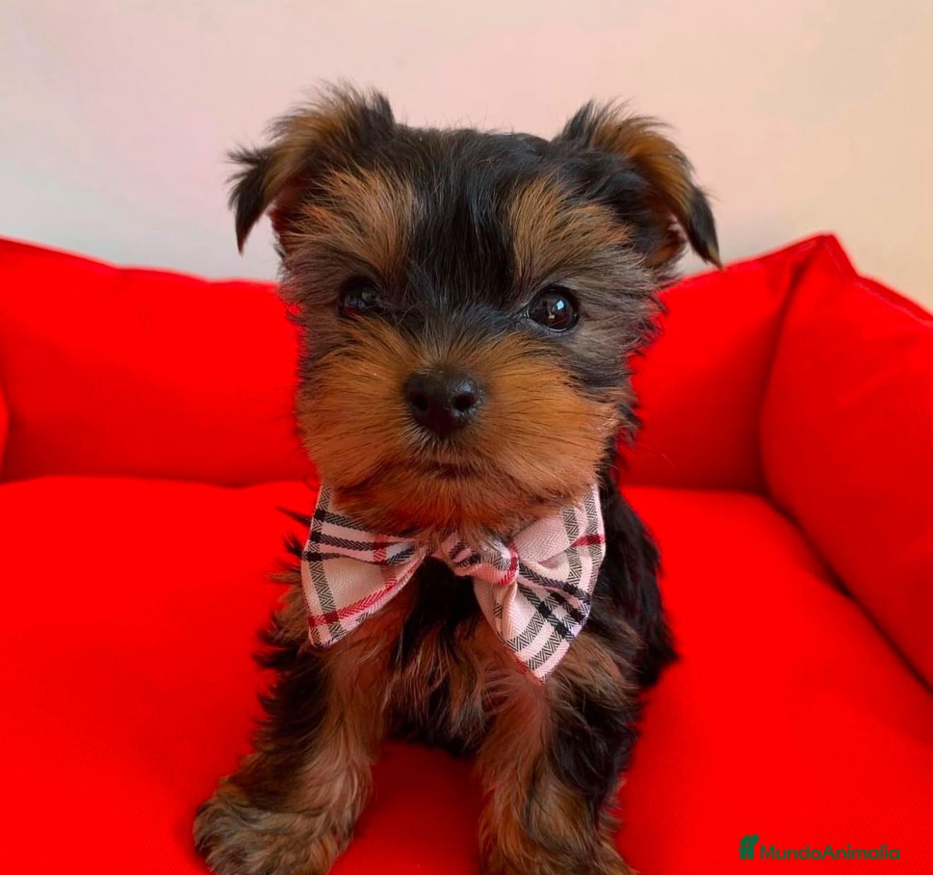 Yorkshire Terrier perros Yorkshire - Anuncio 3