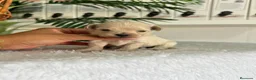 Maltipoo perros en venta: MALTIPOO COREANO  - Anuncio 3