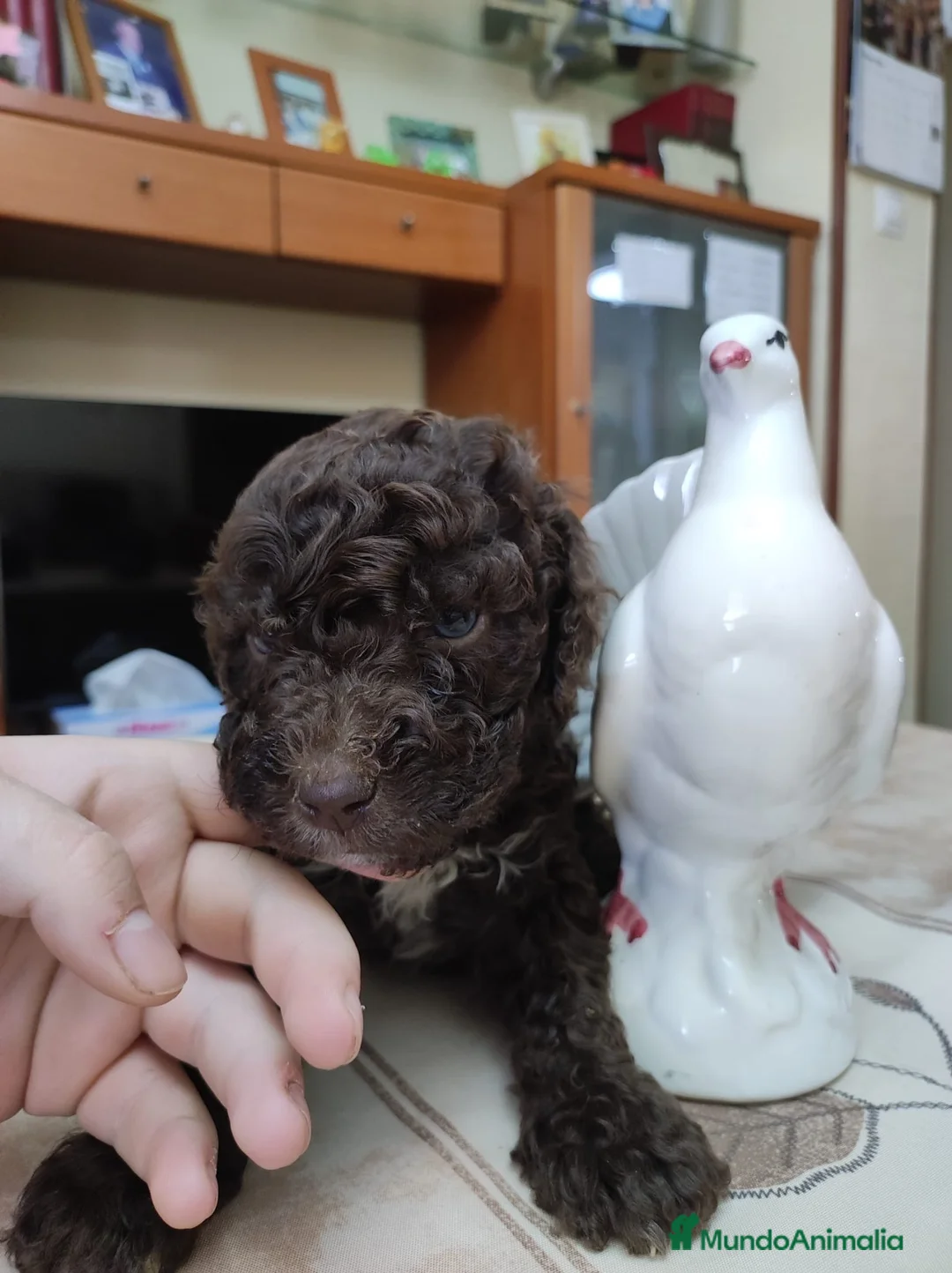 Perro de Agua Español perros en venta: Última perra de agua disponible para entregar en Sevilla - Anuncio 2