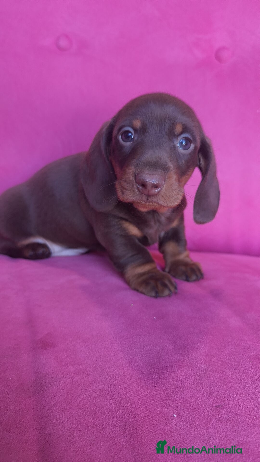 Teckel Miniatura perros Teckel Kanichen chocolate macho y hembra  - Anuncio 1