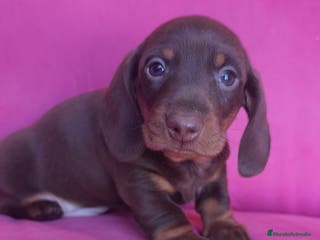 Teckel Miniatura perros Teckel Kanichen chocolate macho y hembra - Anuncio 26