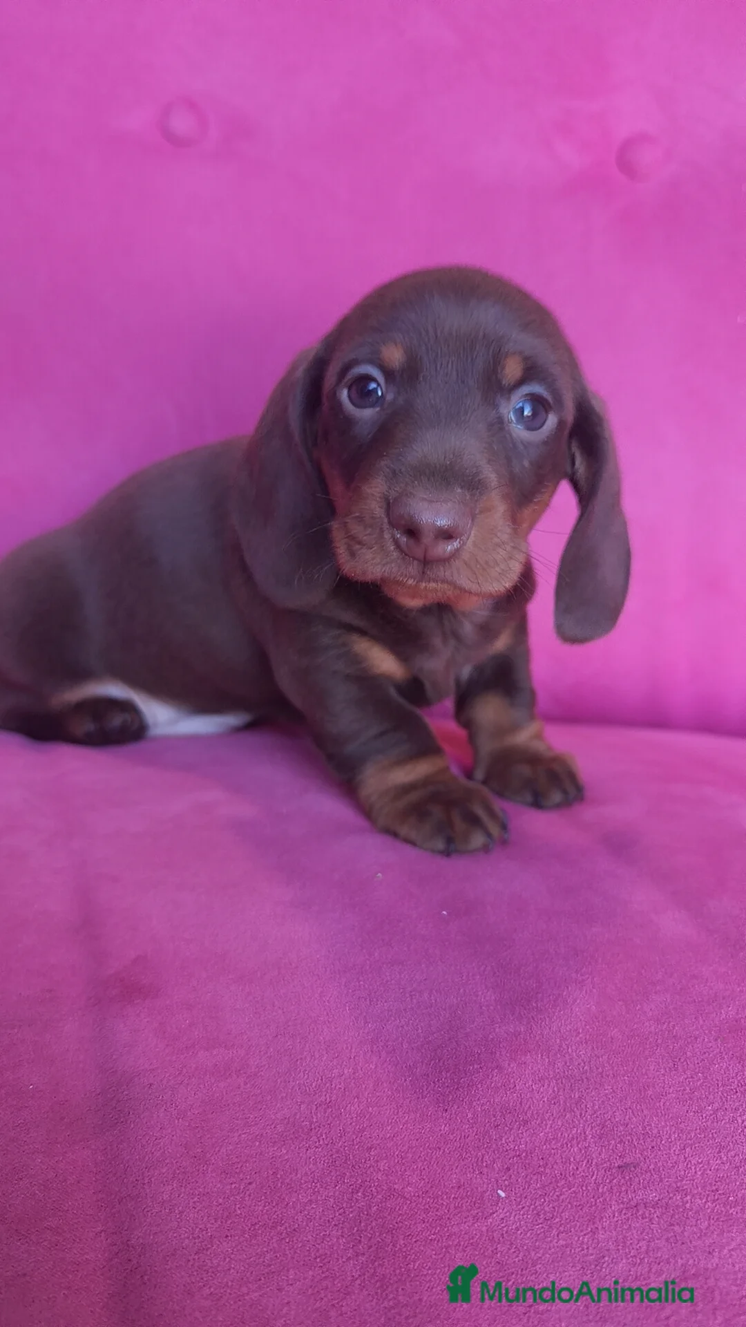 Teckel Miniatura perros en venta: Teckel Kanichen chocolate macho y hembra  - Anuncio 1