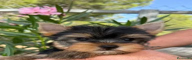 Yorkshire Terrier 1