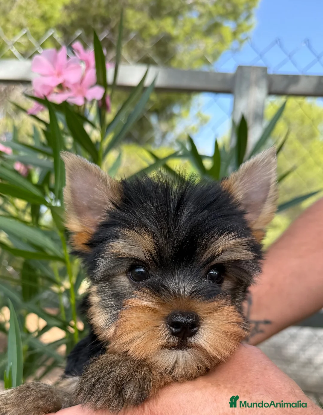 Yorkshire Terrier perros en venta: Un niño pequeño  - Anuncio 2