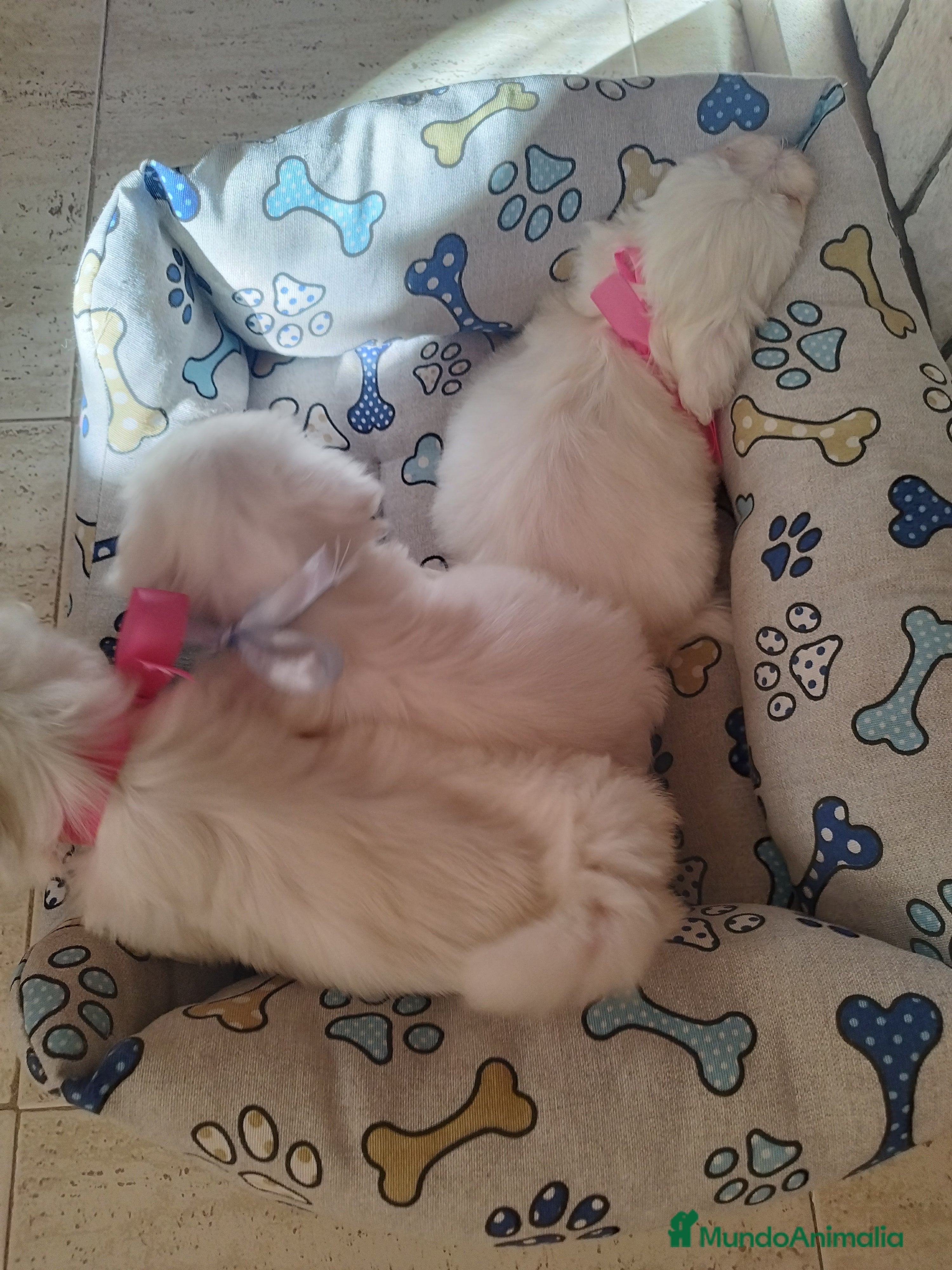 Bichón Maltés perros Cachorritos de bichón maltés  - Anuncio 1