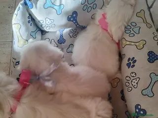 Bichón Maltés perros Cachorritos de bichón maltés - Anuncio 21