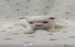 Chihuahua perros en venta: Chihuahua Macho y Hembra  - Imagen 10