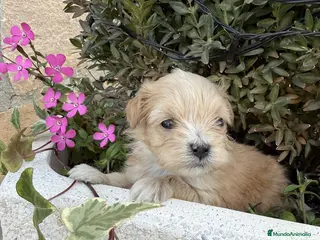 Maltipoo perros Maltipoo Toy una maravillosa raza !!! - Anuncio 2