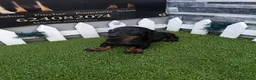 Teckel perros en venta: TECKEL NEGRO FUEGO - Anuncio 1