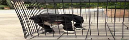 Pastor de Asia Central perros en venta: Cachorro Alabai macho - Anuncio 4
