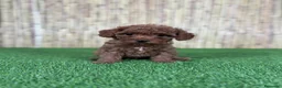 Caniche Toy perros en venta: CANICHE TOY  - Anuncio 2
