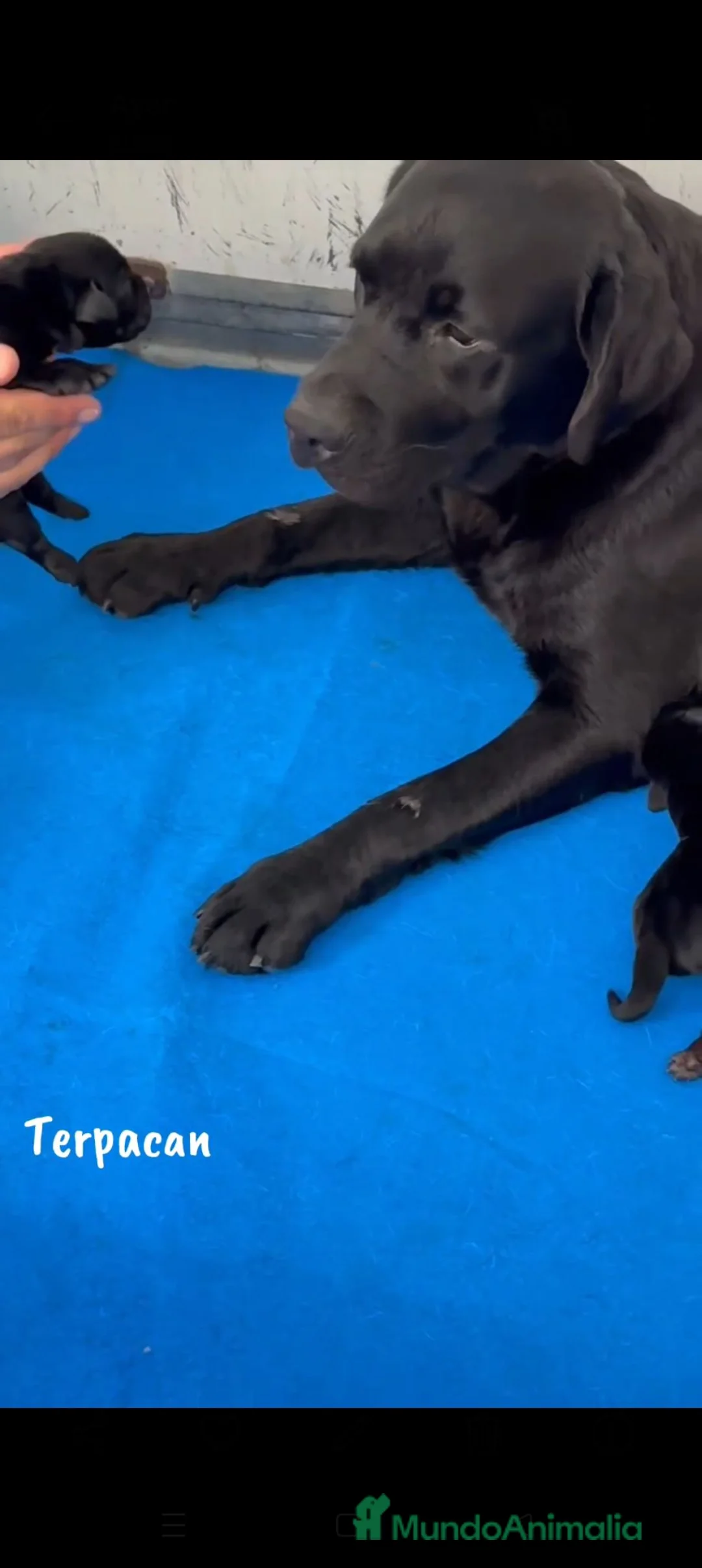 Labrador Retriever perros en venta: LABRADOR RETRIEVER CACHORROS  - Anuncio 1
