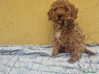 Caniche Toy perros Caniche toys hembra y macho - Anuncio 1