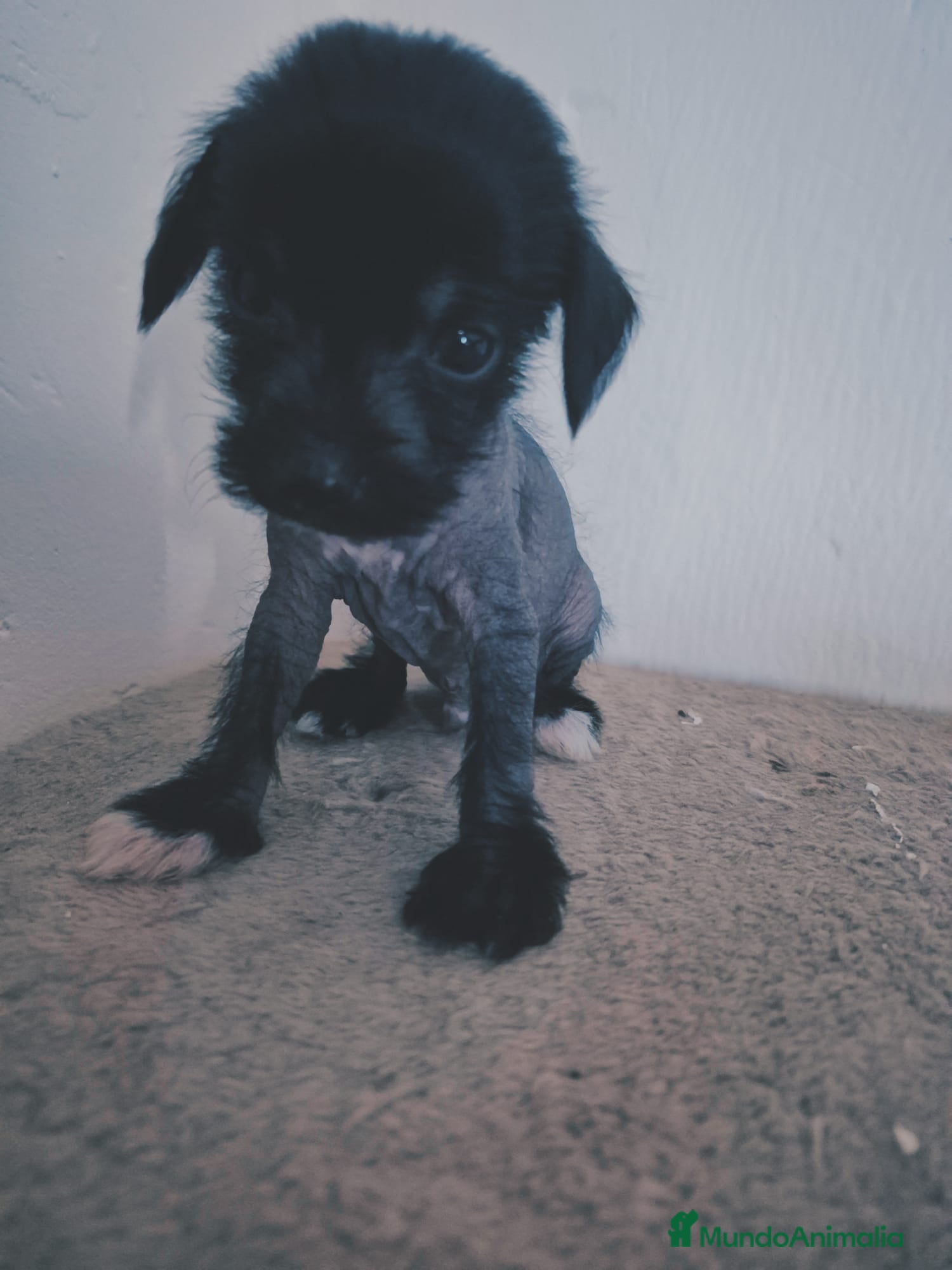 Perro Crestado Chino perros Crestado chino  - Anuncio 3