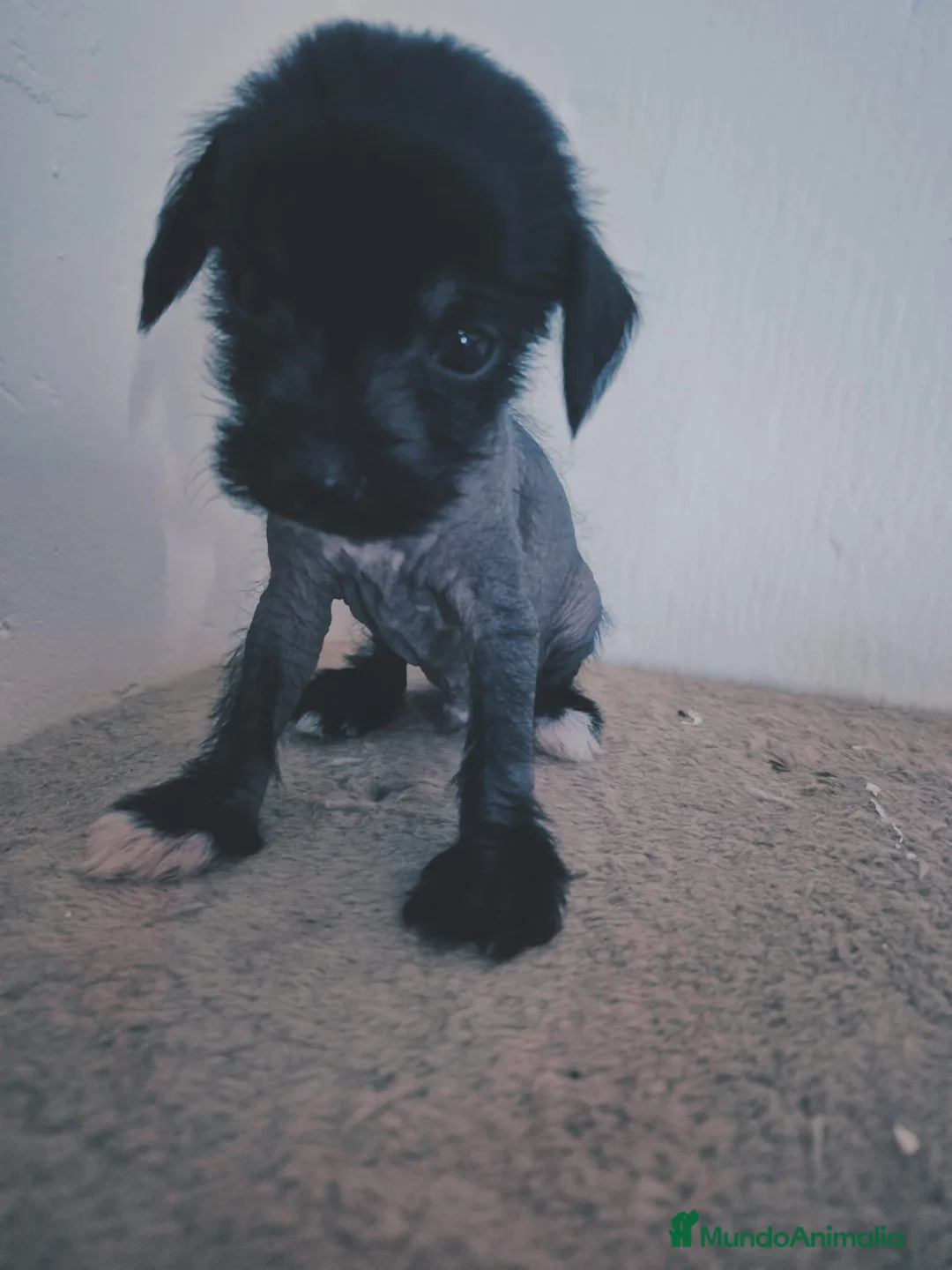 Perro Crestado Chino perros en venta: Crestado chino  - Anuncio 1