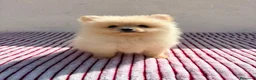Pomerania perros en venta: Lulu Pomerania toy  - Anuncio 9