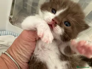 Británico de Pelo Corto gatos British Bicolor Chocolate - Anuncio 1