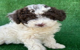 Perro de Agua Español perros en venta: Perro de agua  - Imagen 1