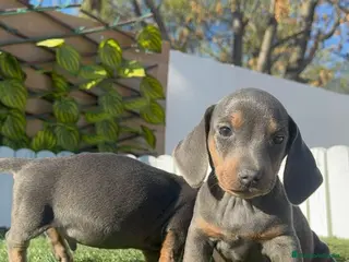 Teckel Miniatura perros TECKEL MINIATURA - Anuncio 16