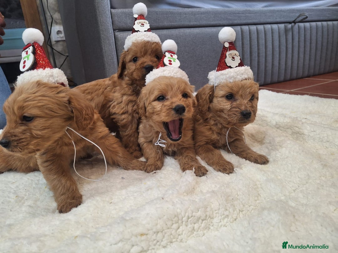Goldendoodle perros en venta: Goldendoodle medianos  - Anuncio 9