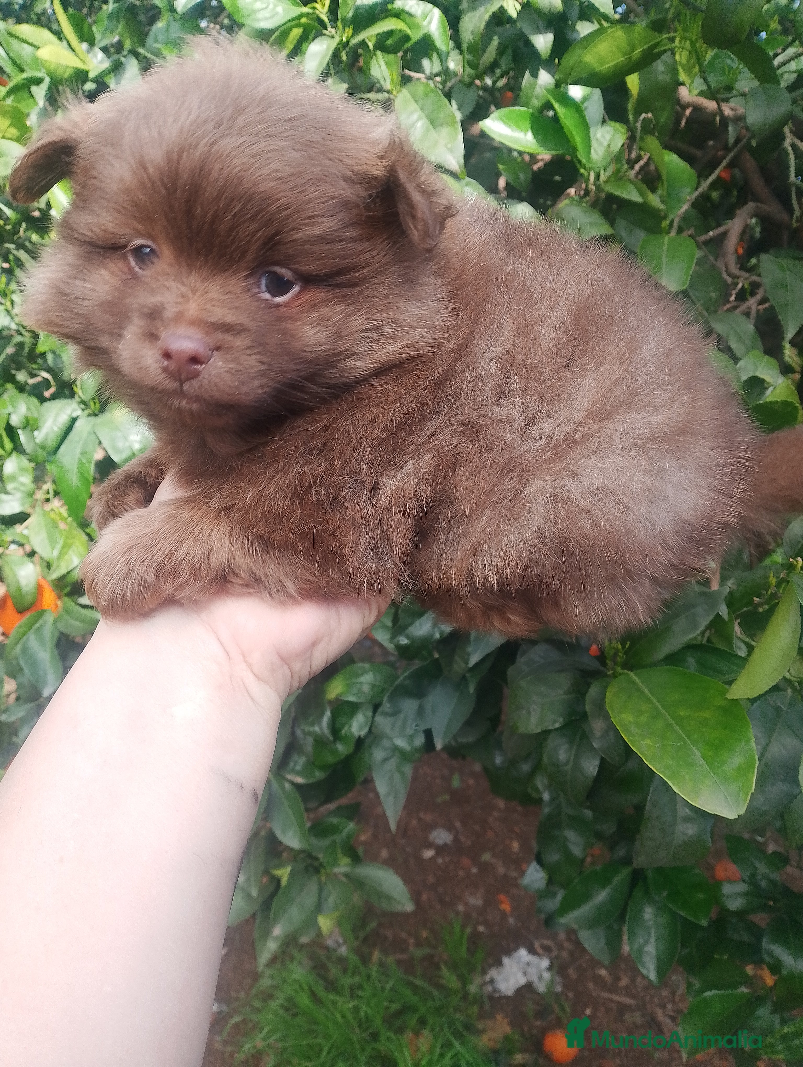 Pomchi perros Pomchi macho 450€ precio real  - Anuncio 1